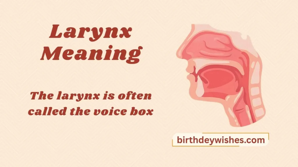 Larynx Meaning